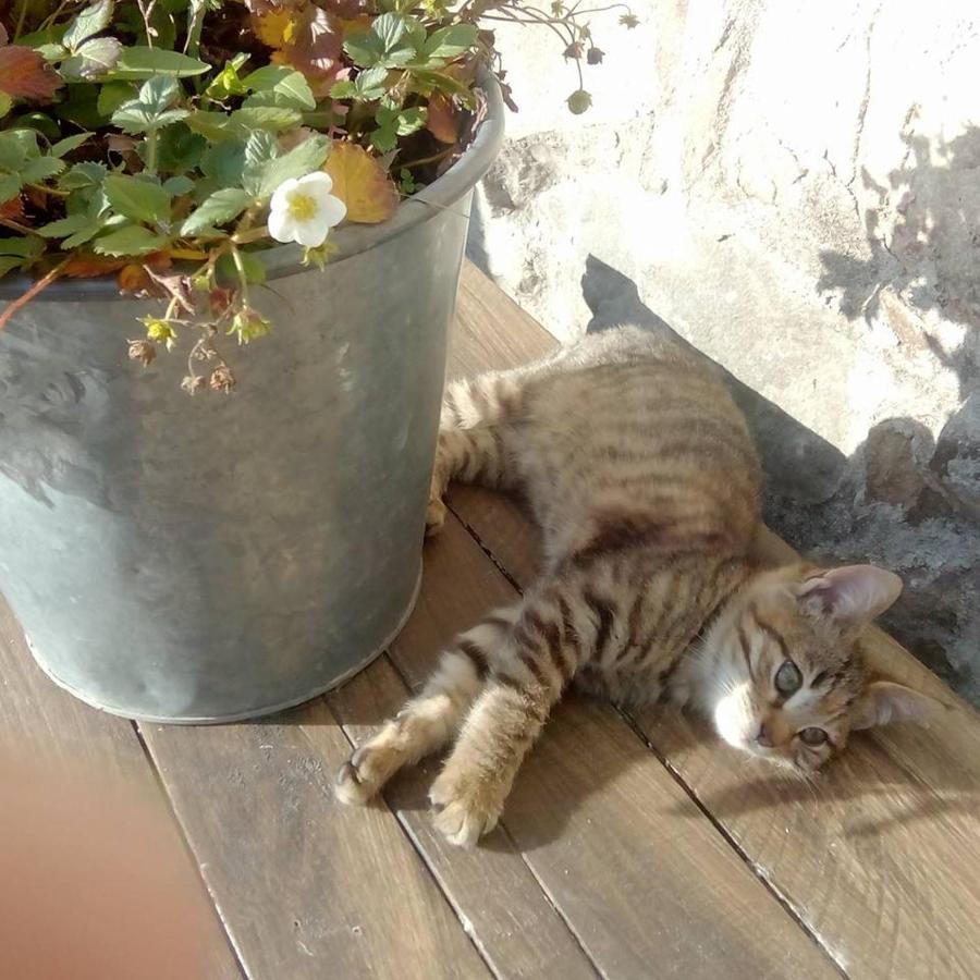 Farmhouse B&B Castagnola 64 Ne ภายนอก รูปภาพ